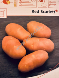 Bio sadbové zemiaky Red Scarlett 1kg skoré