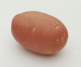 Zemiaky sadbové RED SCARLETT 5kg červené