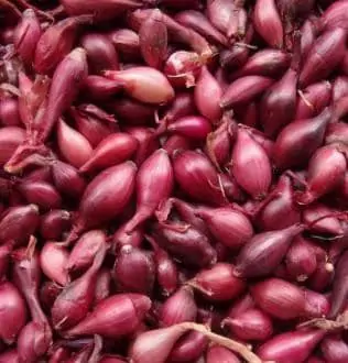 Cibuľa sadzačka Karmen 8-21mm  500g