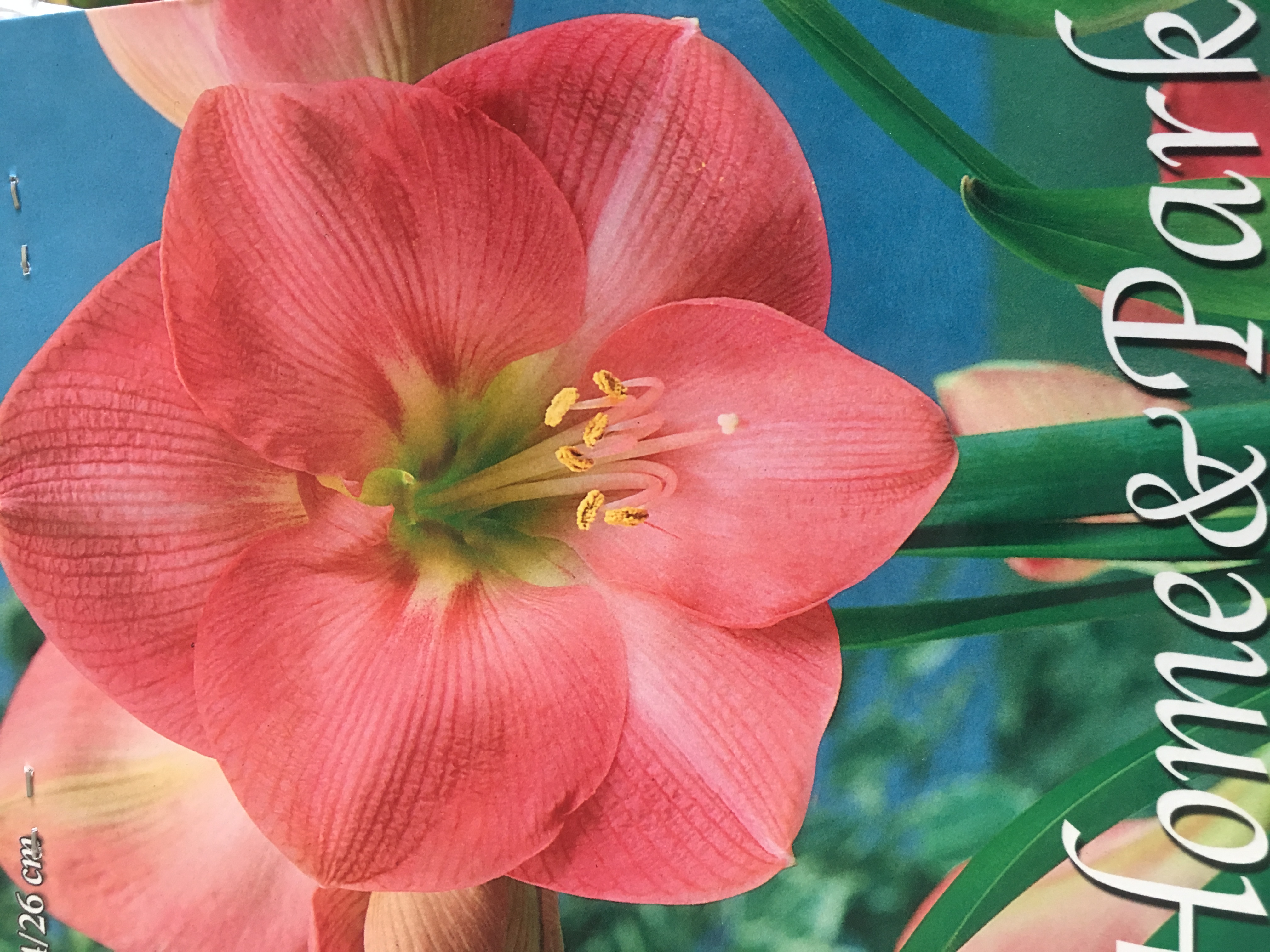 Amarilka pink