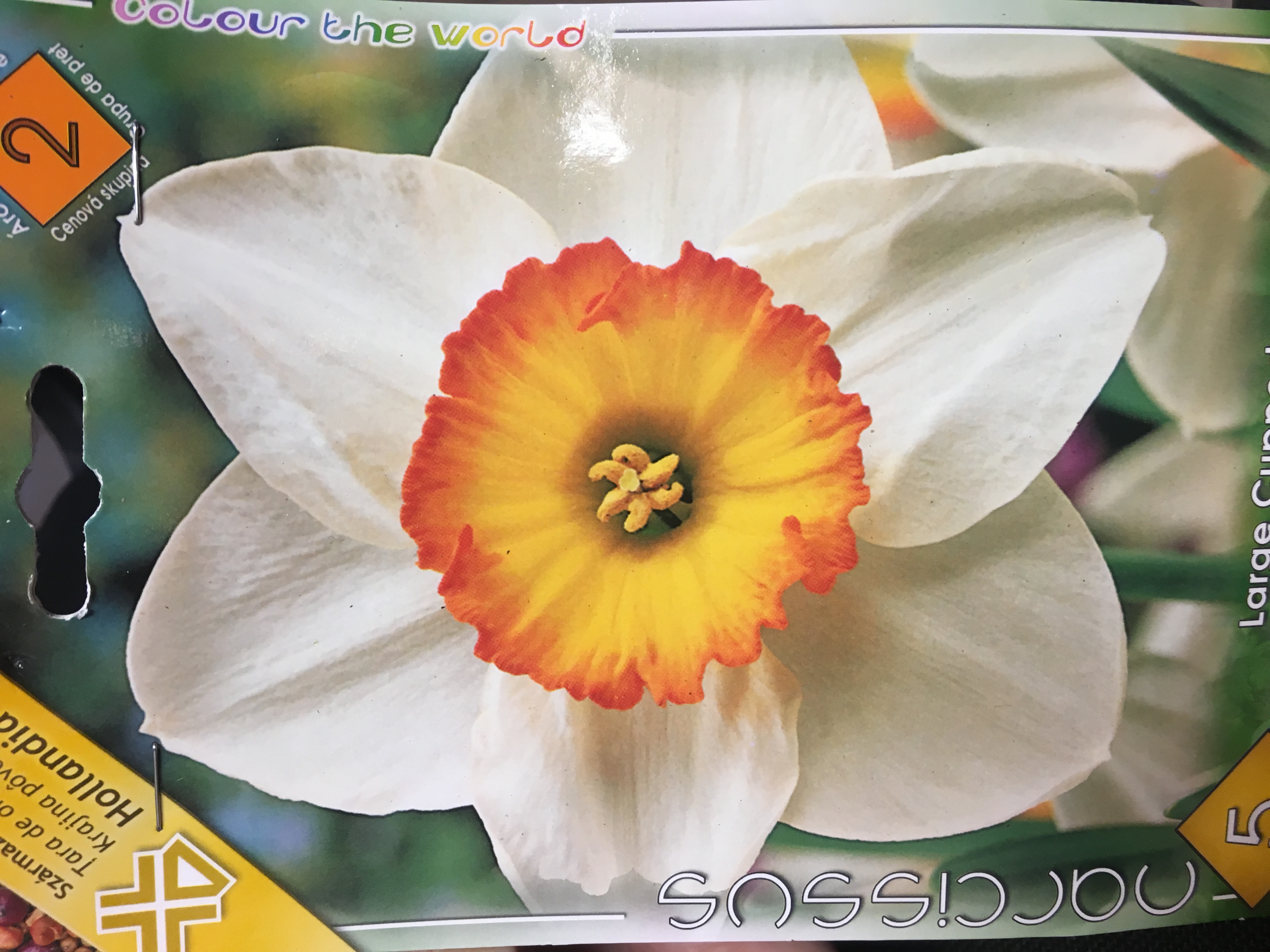 Narcis Flower Record