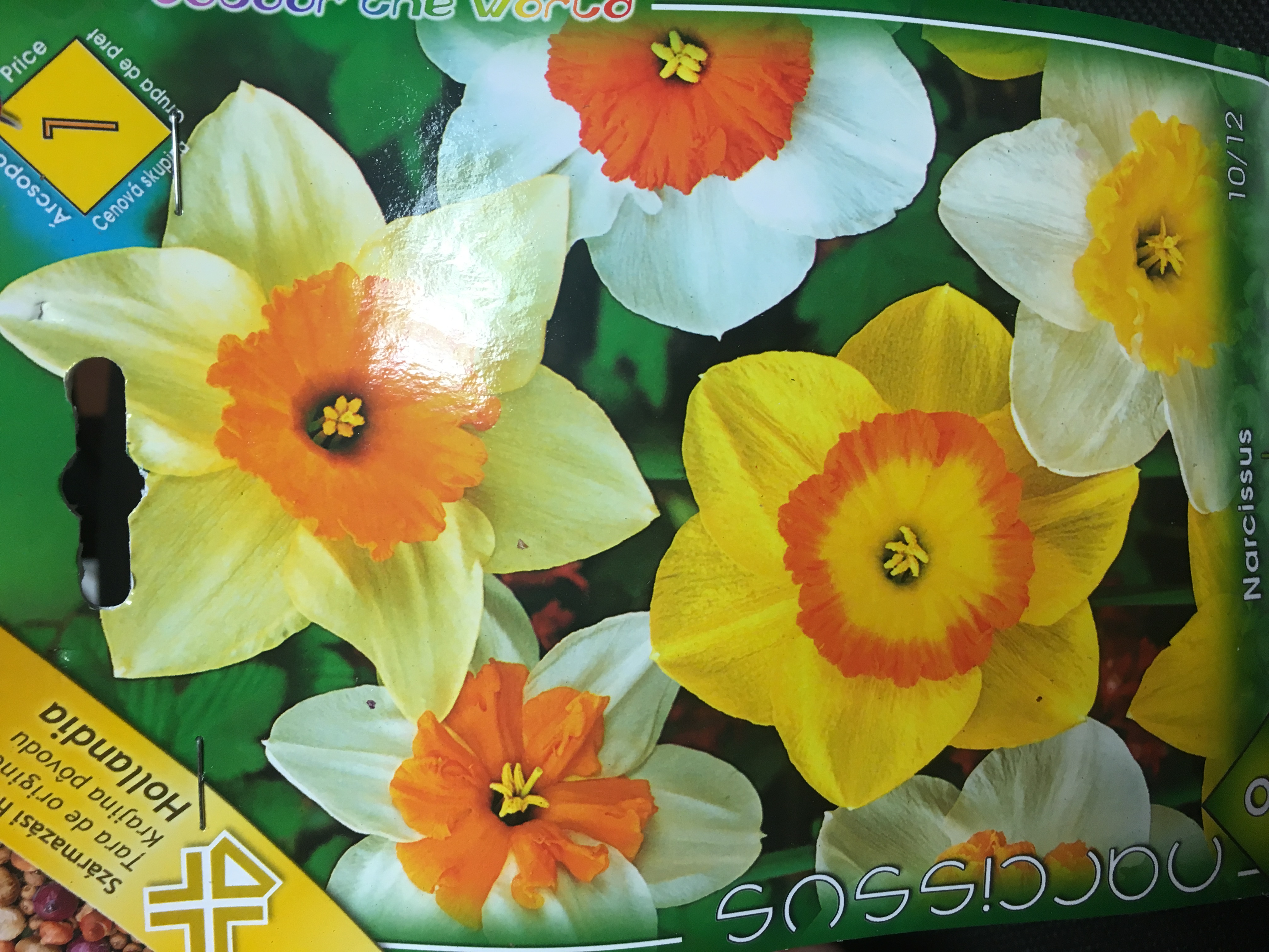 Narcis Mixed